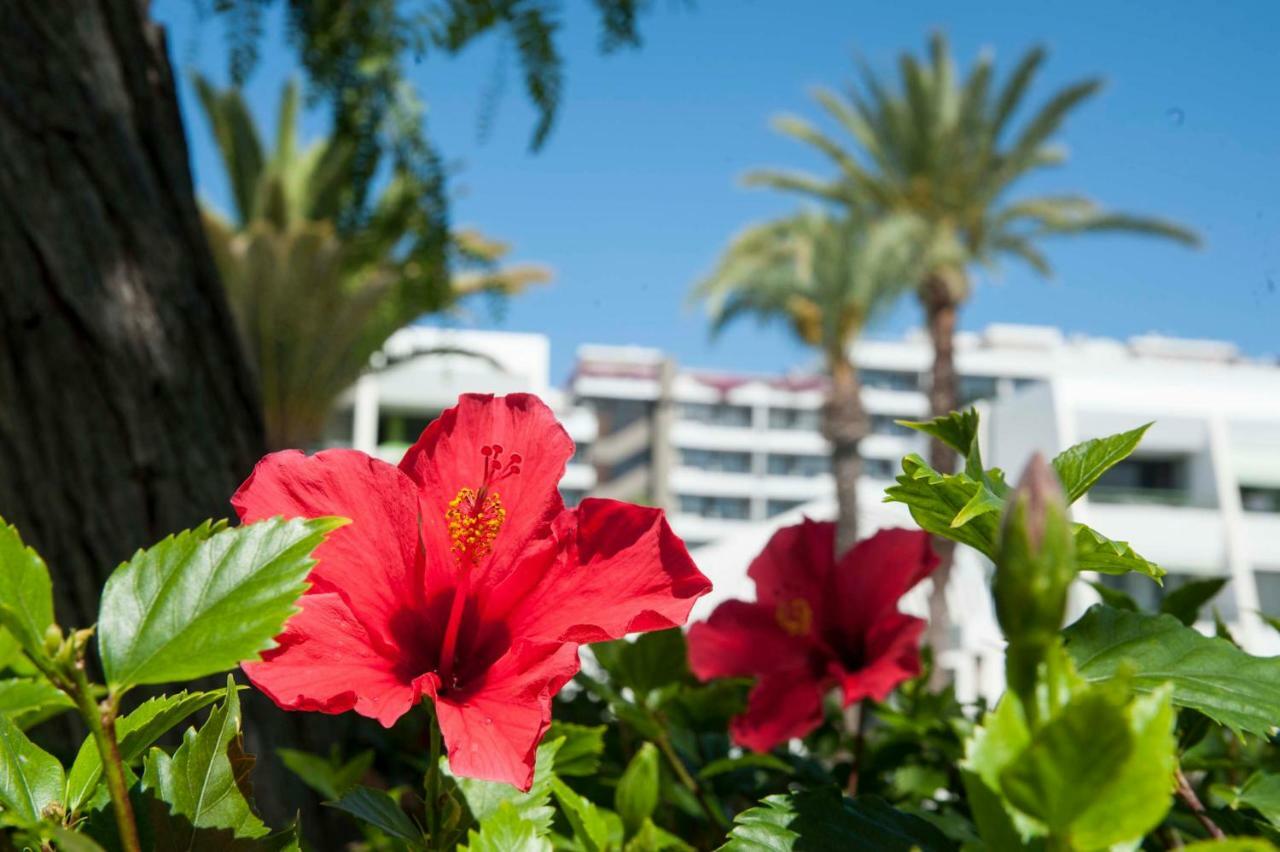 Optimist 1 Playa de las Americas (Tenerife) Exterior photo